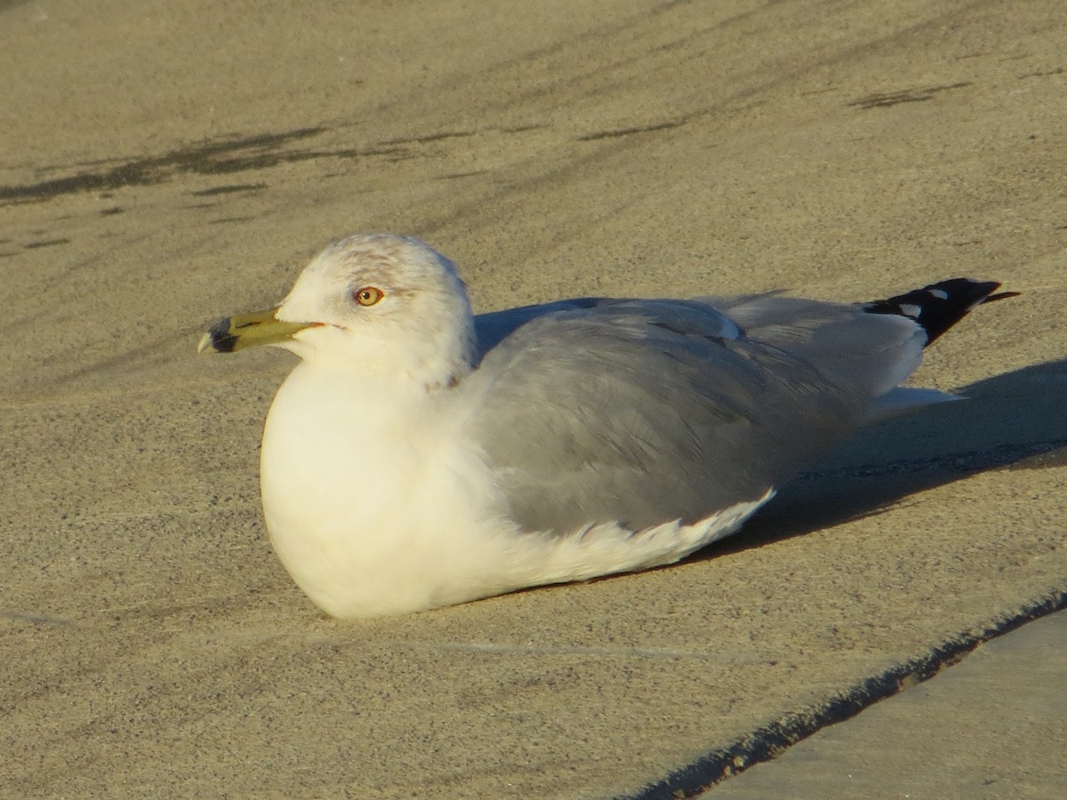 Ring-billed Gull - Anonymous