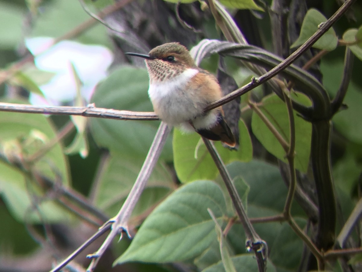 Scintillant Hummingbird - ML145744041