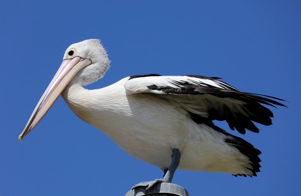 Australian Pelican - Hickson Fergusson