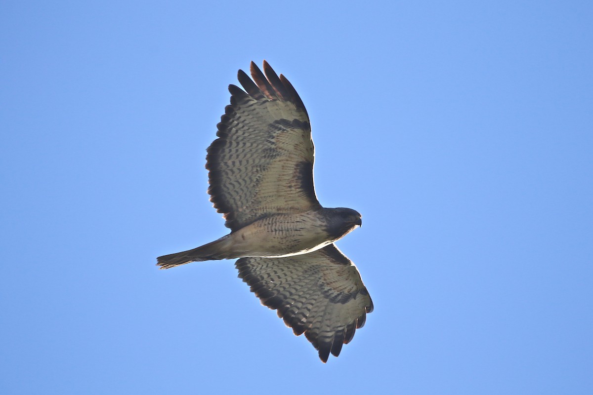 Red-tailed Hawk - ML145748191