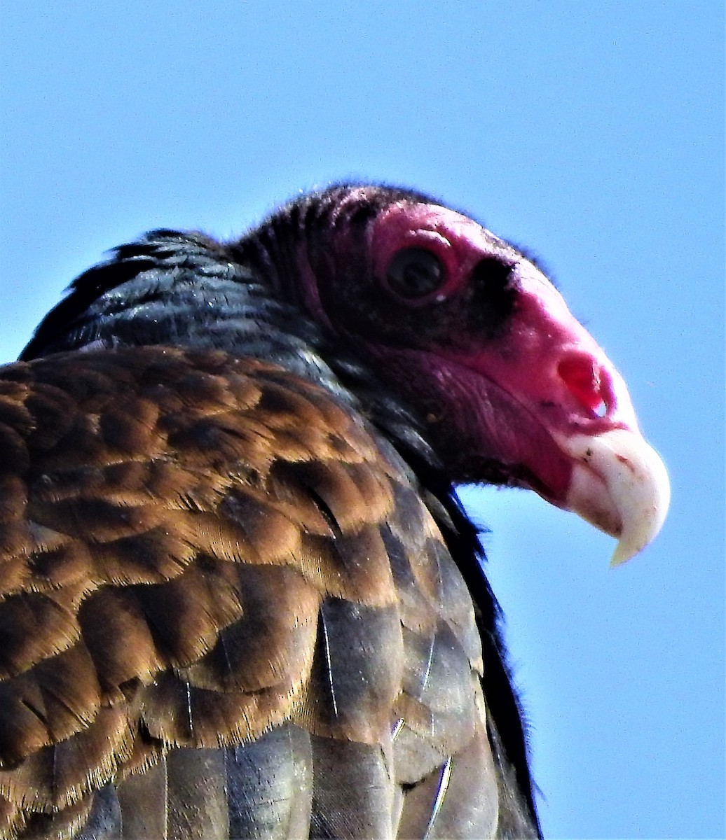 Turkey Vulture - dave haupt