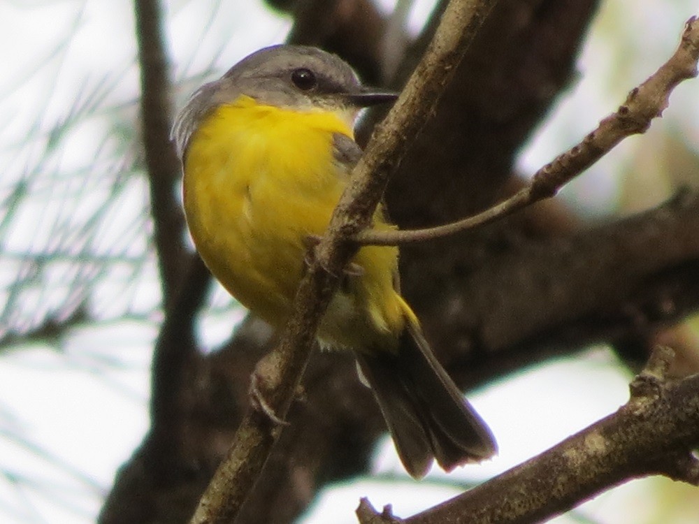 Eastern Yellow Robin - Frank Burch