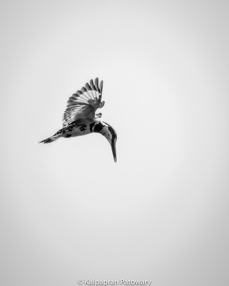Pied Kingfisher - Kalpapran  Patowary