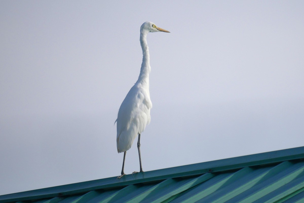 Medium Egret - Husnaa Saip
