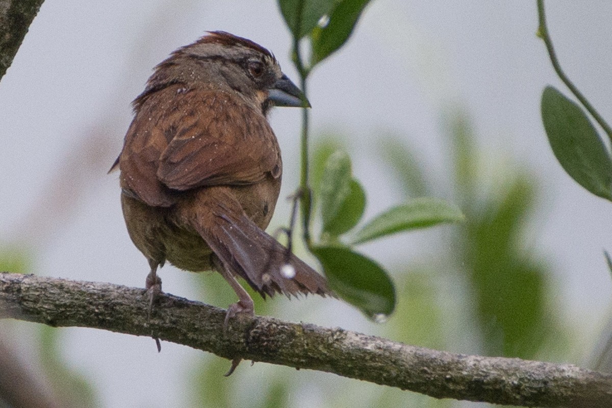 Rusty Sparrow - Juan Miguel Artigas Azas