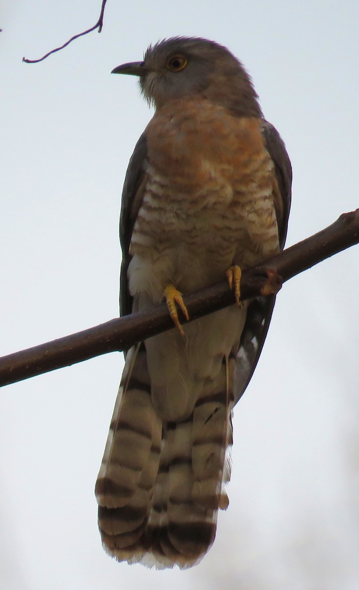 Common Hawk-Cuckoo - ML145755231