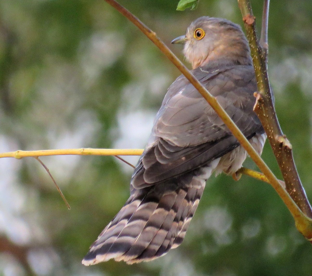 Common Hawk-Cuckoo - Santharam V