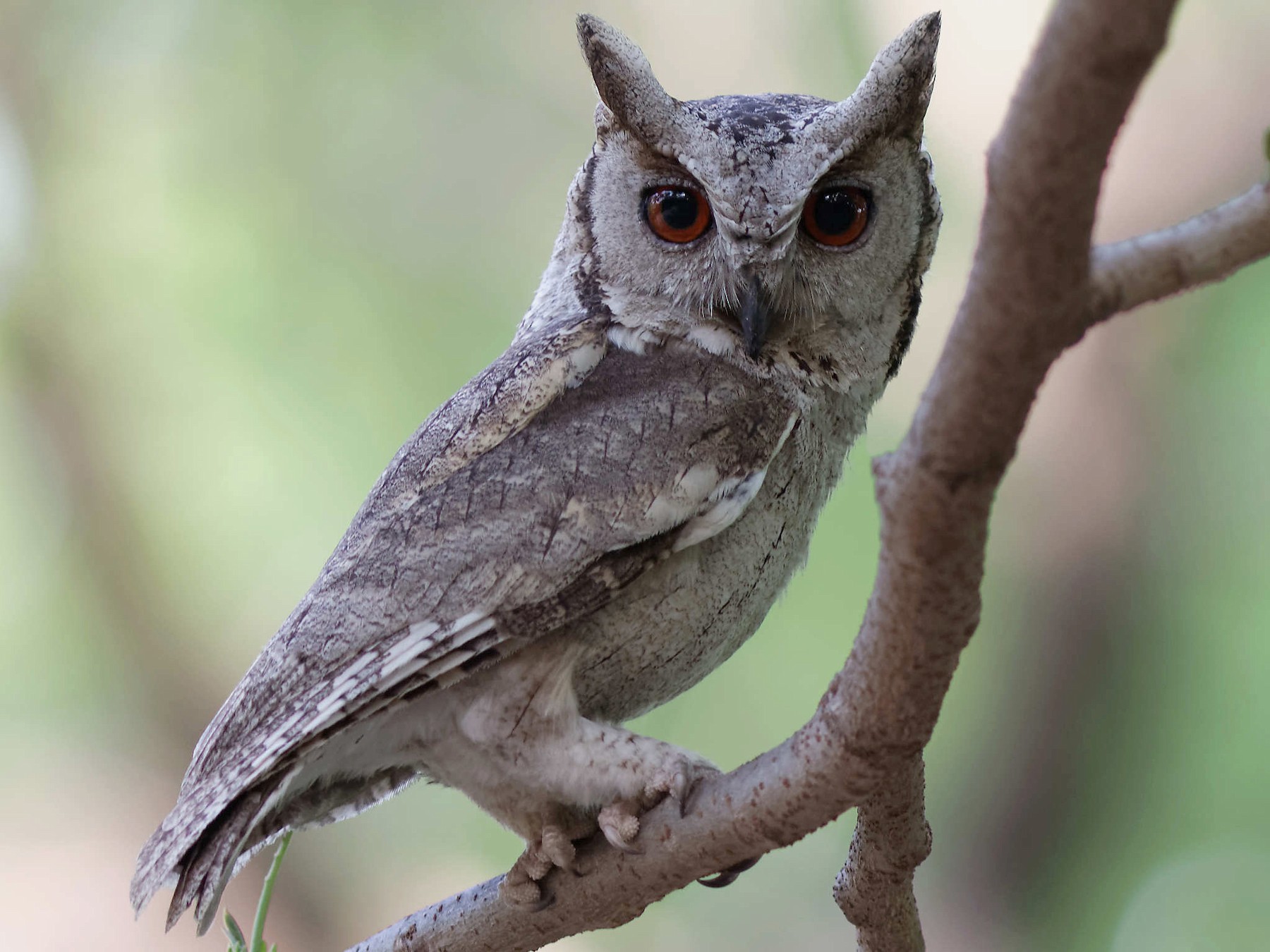 Indian Scops Owl Ebird