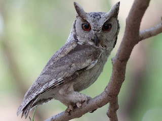  - Indian Scops-Owl