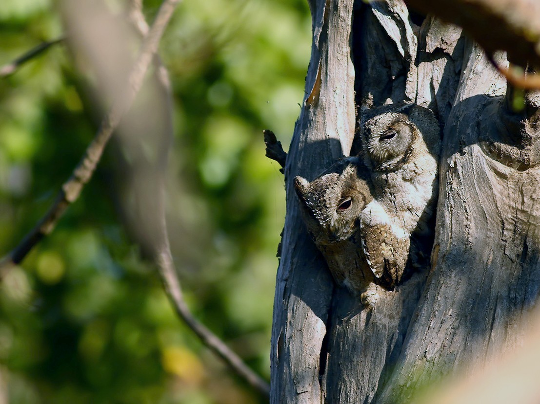 Indian Scops-Owl - Soar Excursions