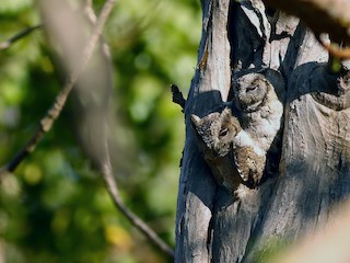  - Indian Scops-Owl