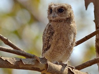  - Indian Scops-Owl