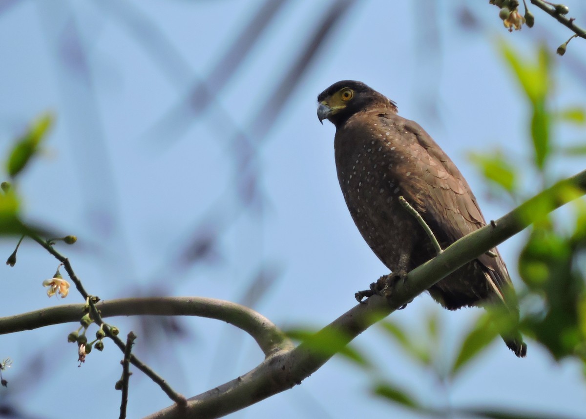 Crested Serpent-Eagle - ML145756111