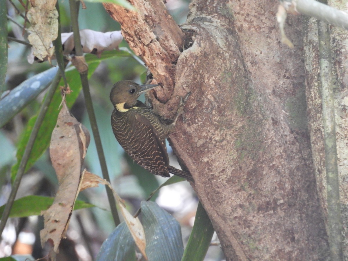 Buff-necked Woodpecker - ML145756241