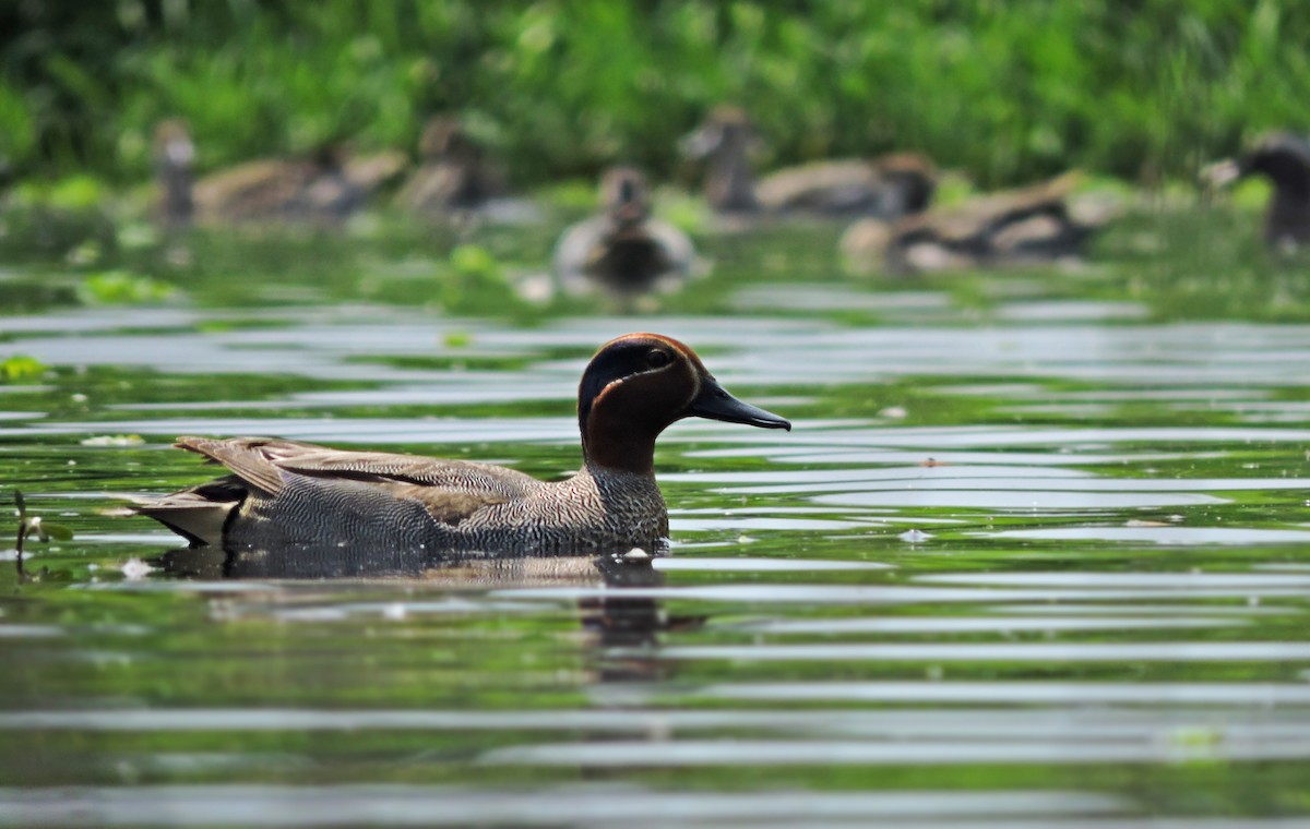 Green-winged Teal - ML145756251
