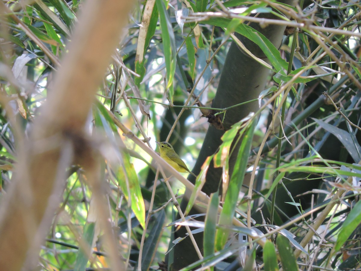 Green-crowned Warbler - ML145756261