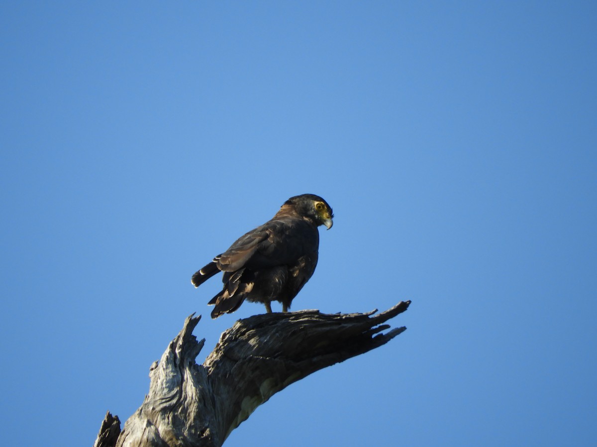 Crested Serpent-Eagle - ML145756551