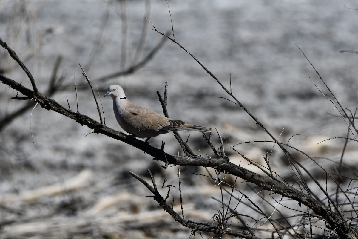 Eurasian Collared-Dove - Layton Pace