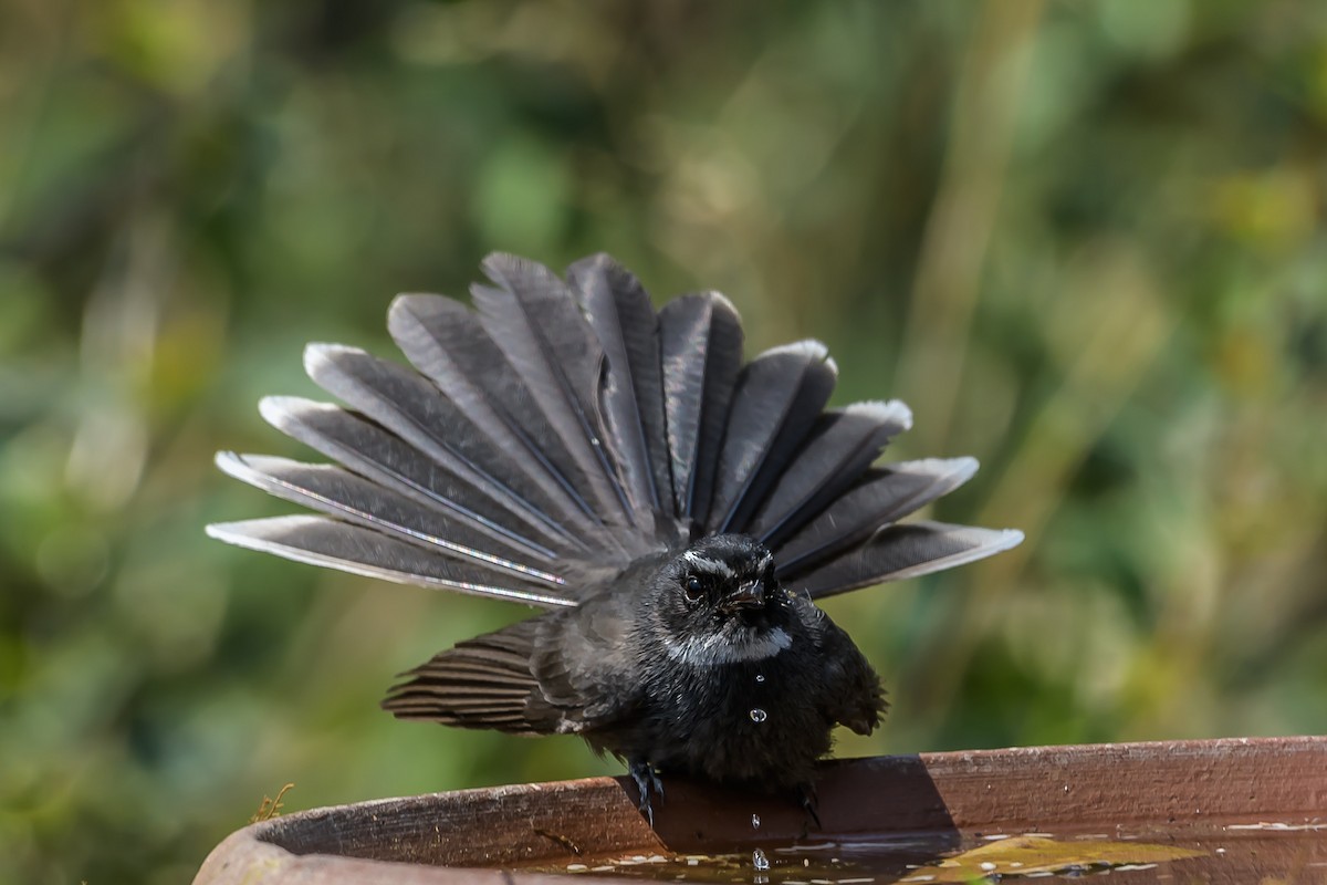 White-throated Fantail - ML145762961