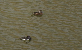 Ring-necked Duck, ML145763631