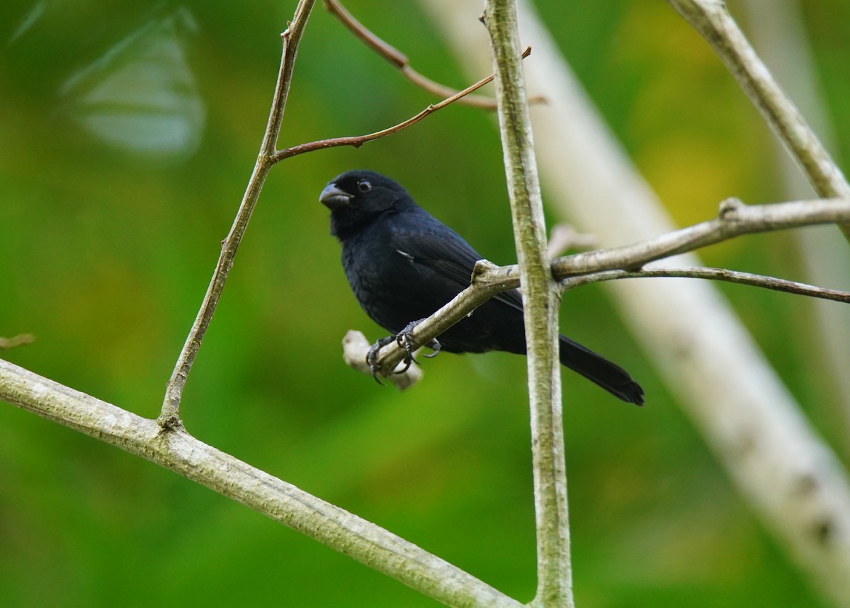 Variable Seedeater - ML145765041