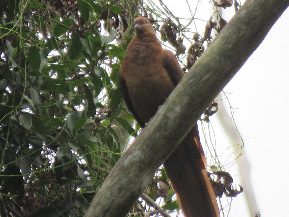 Brown Cuckoo-Dove - ML145765271