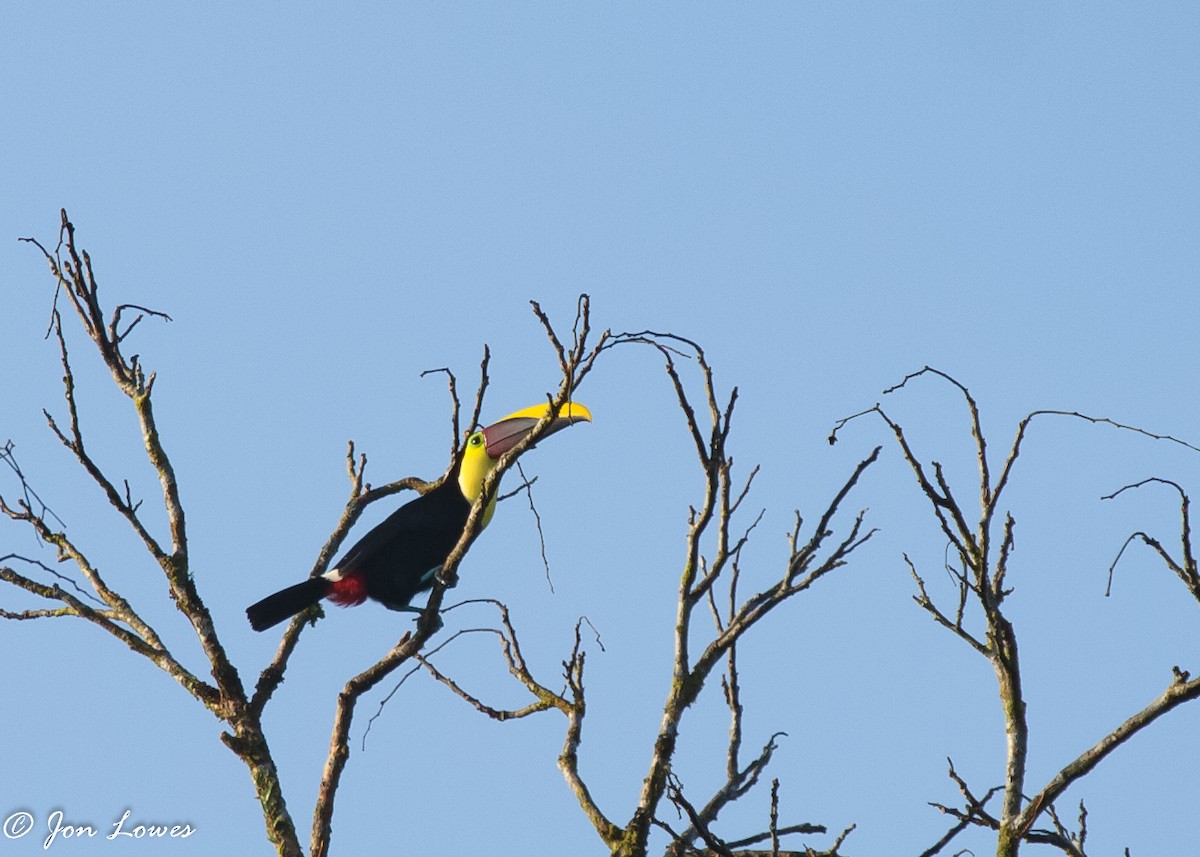 Yellow-throated Toucan (Chestnut-mandibled) - Jon Lowes