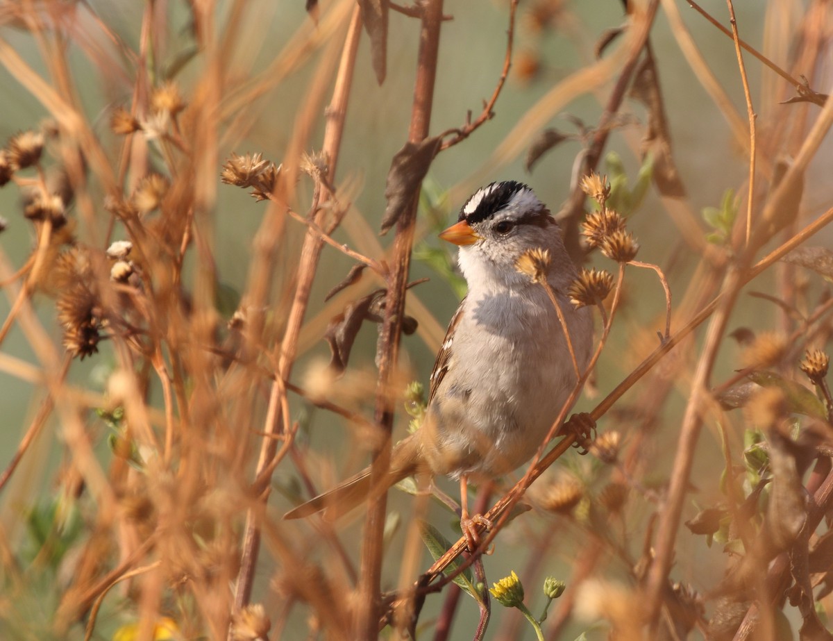 White-crowned Sparrow (Gambel's) - ML145767451