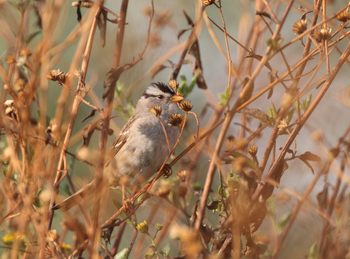White-crowned Sparrow (Gambel's) - ML145767481