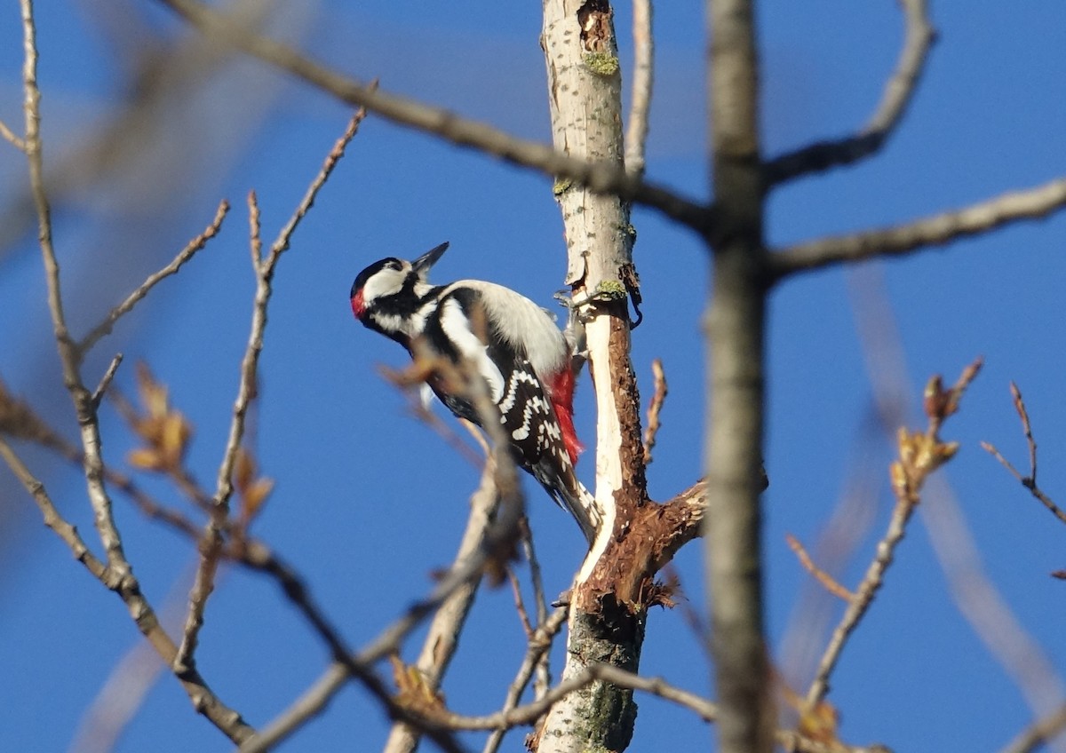 Great Spotted Woodpecker - Ottavio Janni