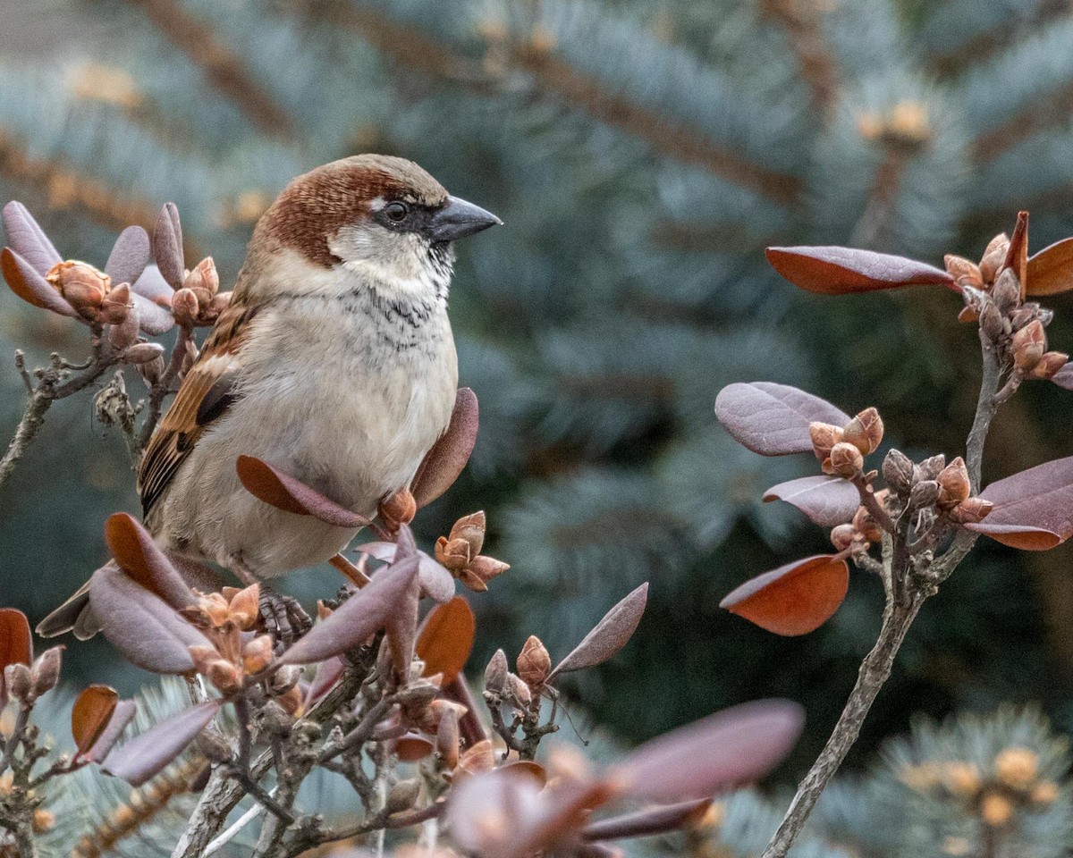 House Sparrow - Michael Foster