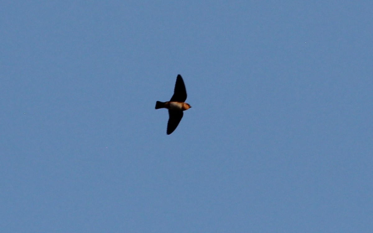 Cave Swallow - Gary Leavens