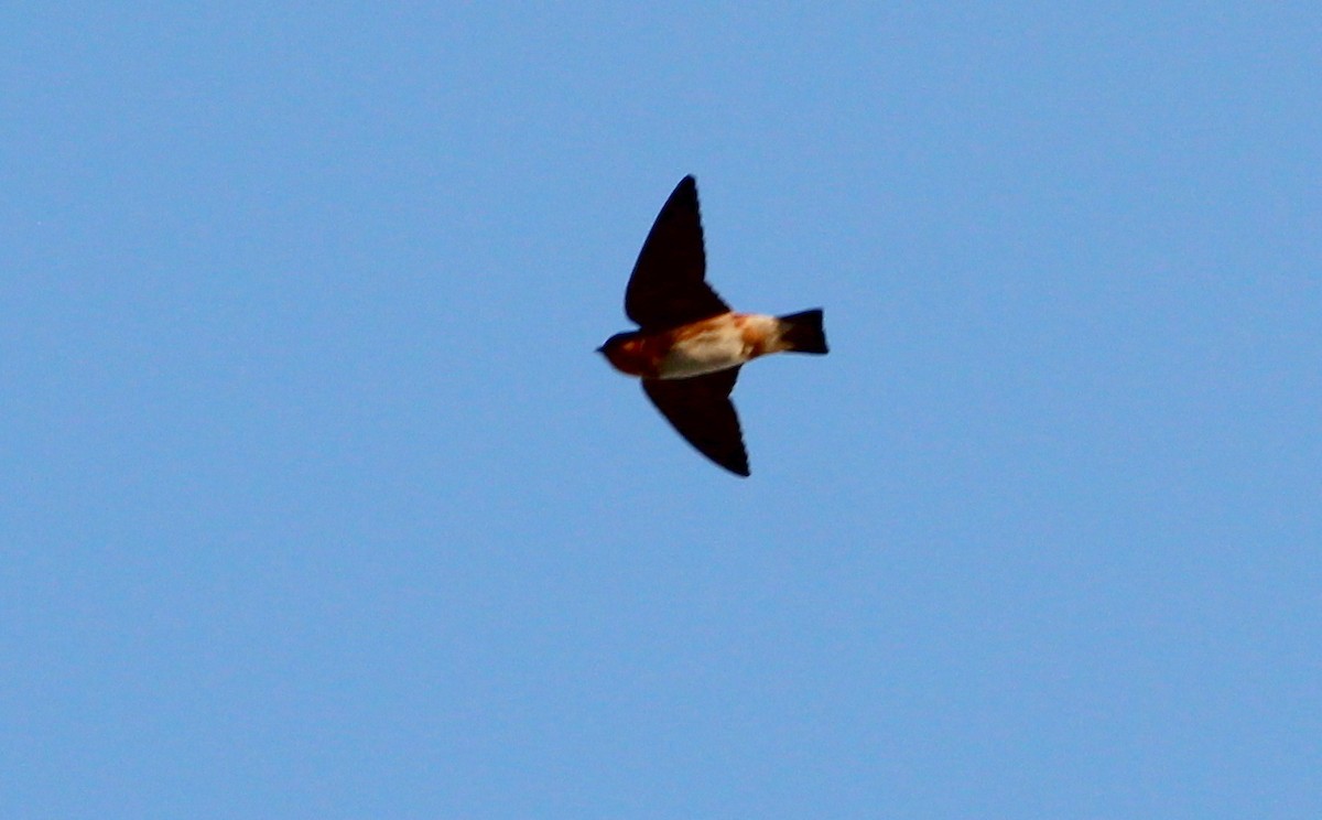 Cave Swallow - Gary Leavens