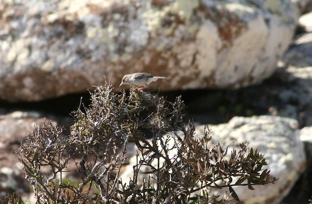 Socotra Warbler