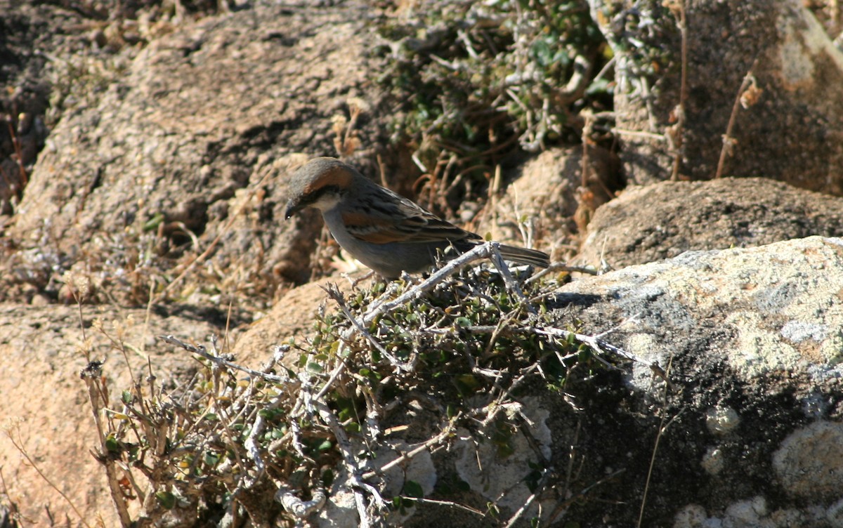 Socotra Sparrow - ML145772621