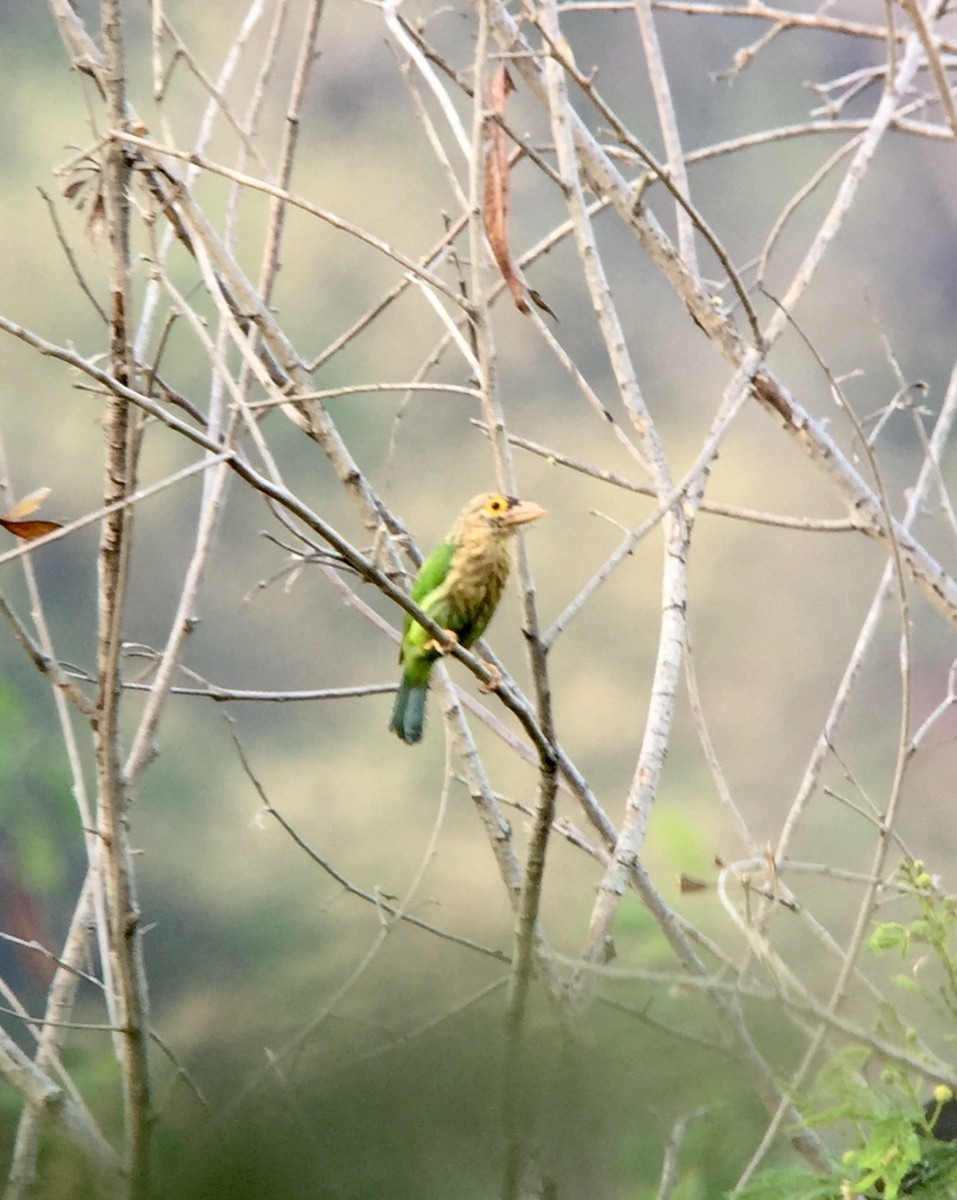 Lineated Barbet - Rick Heil