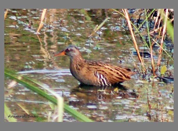 Brown-cheeked Rail - Birdwatchers' Society of Bengal