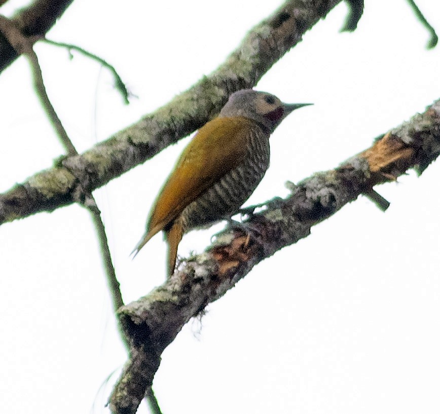 Gray-crowned Woodpecker - Brad Singer