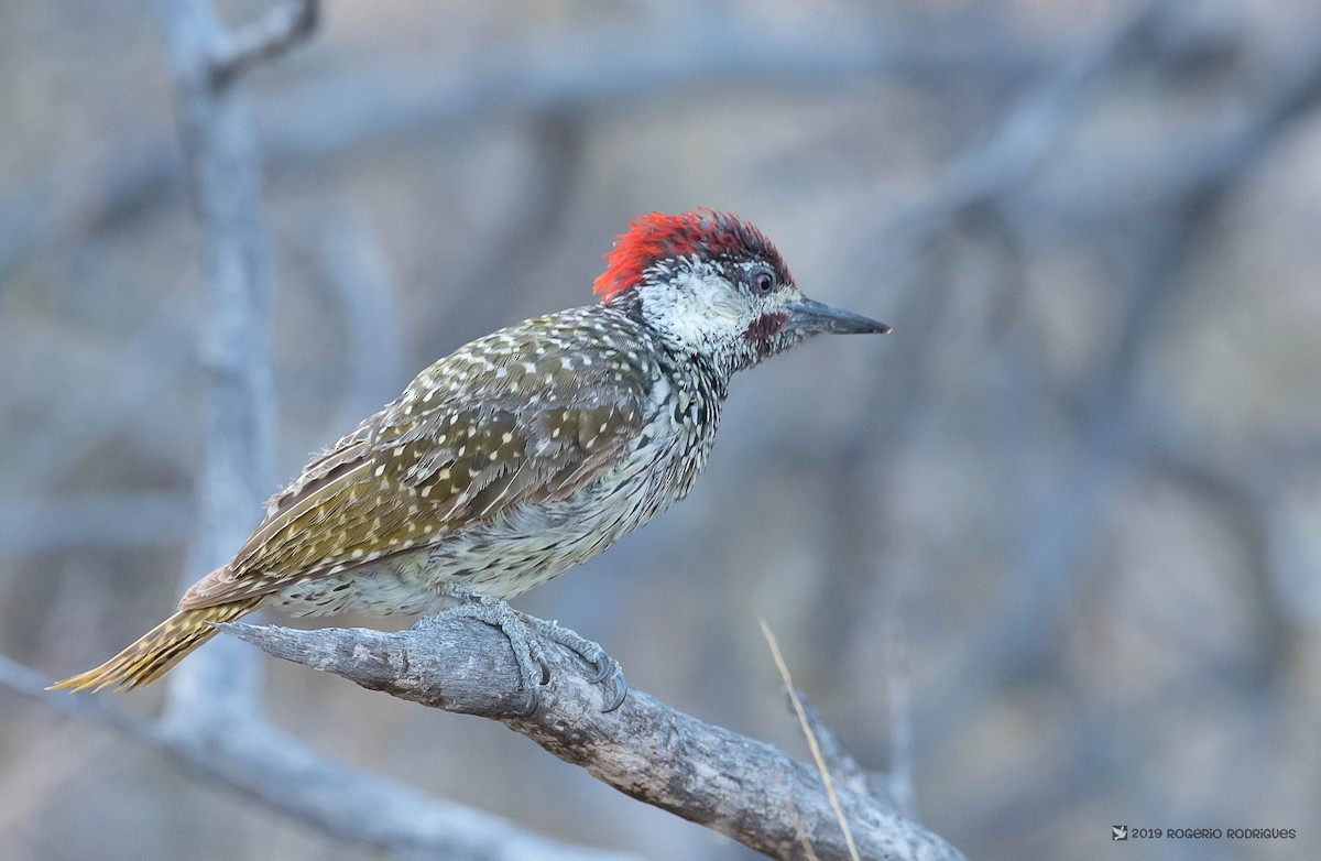 Golden-tailed Woodpecker - ML145774471