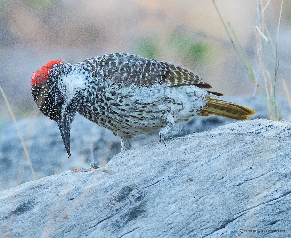 Golden-tailed Woodpecker - Rogério Rodrigues