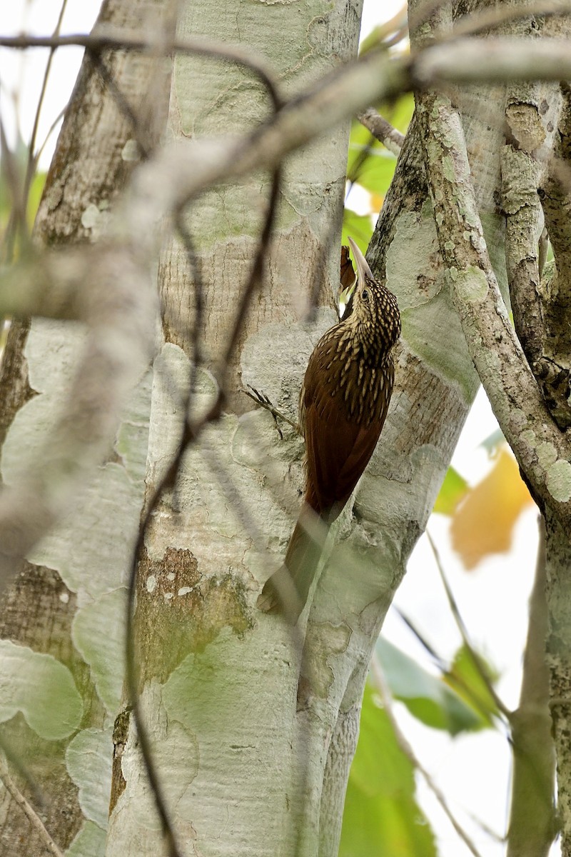 Ivory-billed Woodcreeper - Luis Guillermo