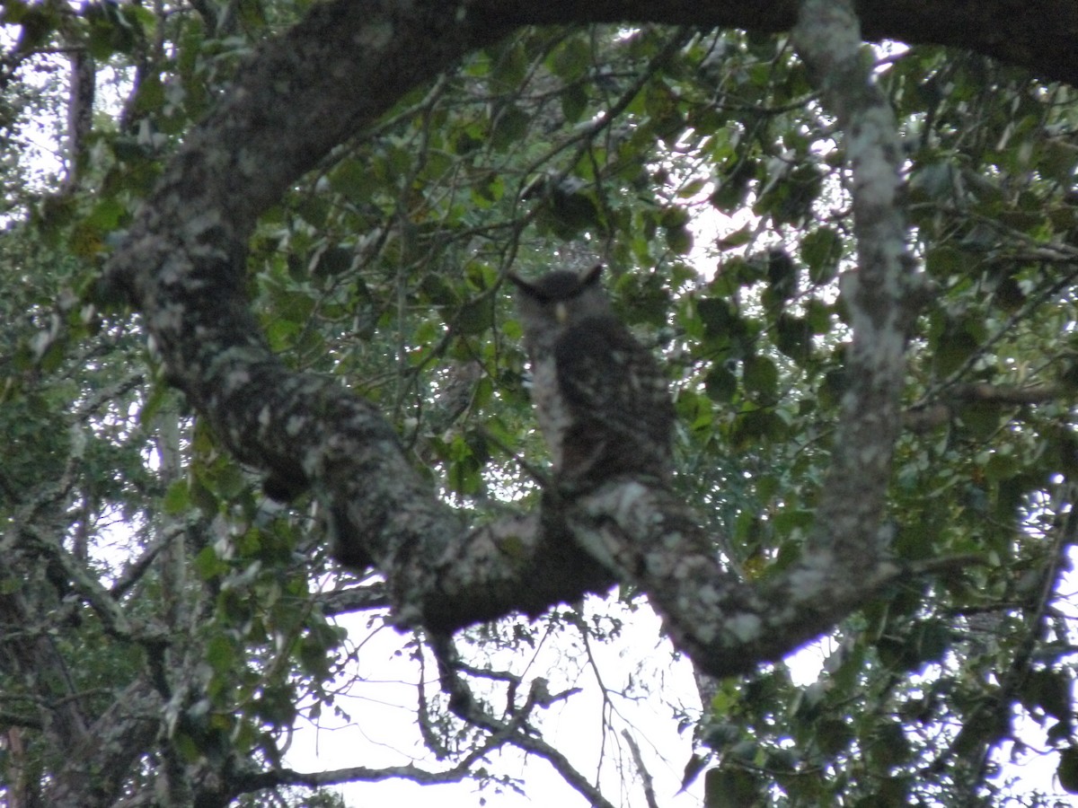 Spot-bellied Eagle-Owl - Bijoy Venugopal