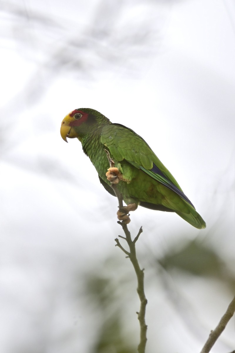 Yellow-lored Parrot - Luis Guillermo