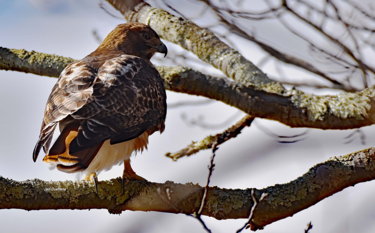 Red-tailed Hawk - ML145776711