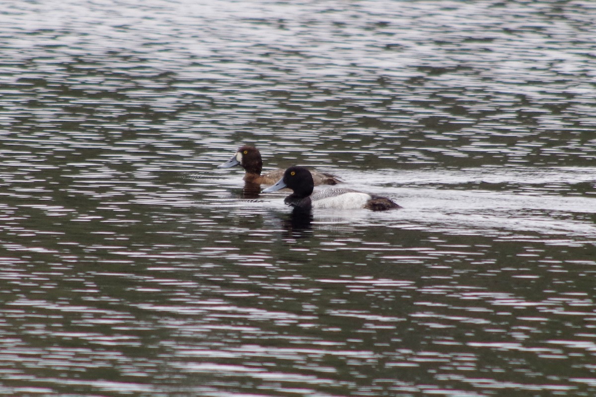 Greater Scaup - ML145776801