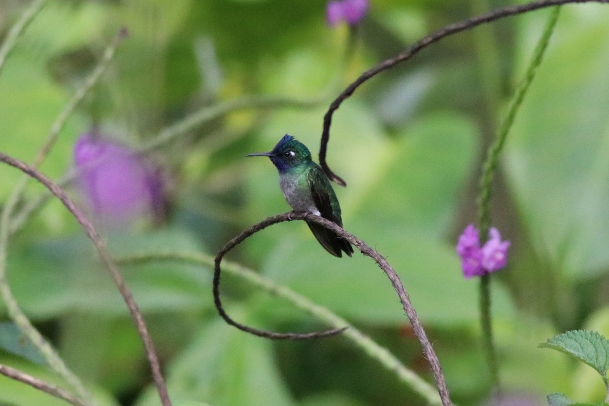 Violet-headed Hummingbird - Brent Bomkamp