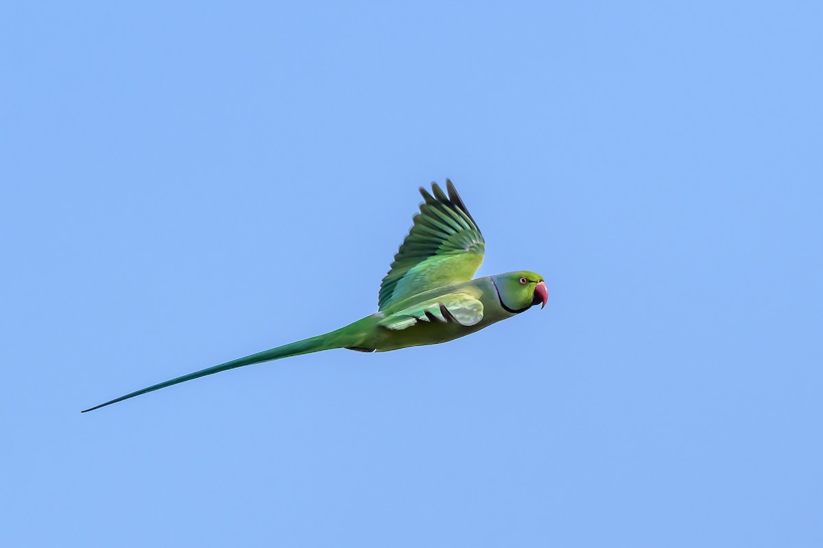 Rose-ringed Parakeet - Nitin Chandra