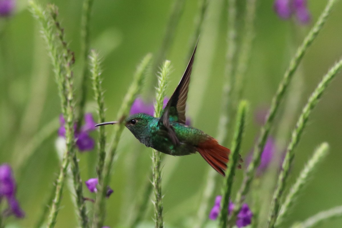 Rufous-tailed Hummingbird - ML145779691