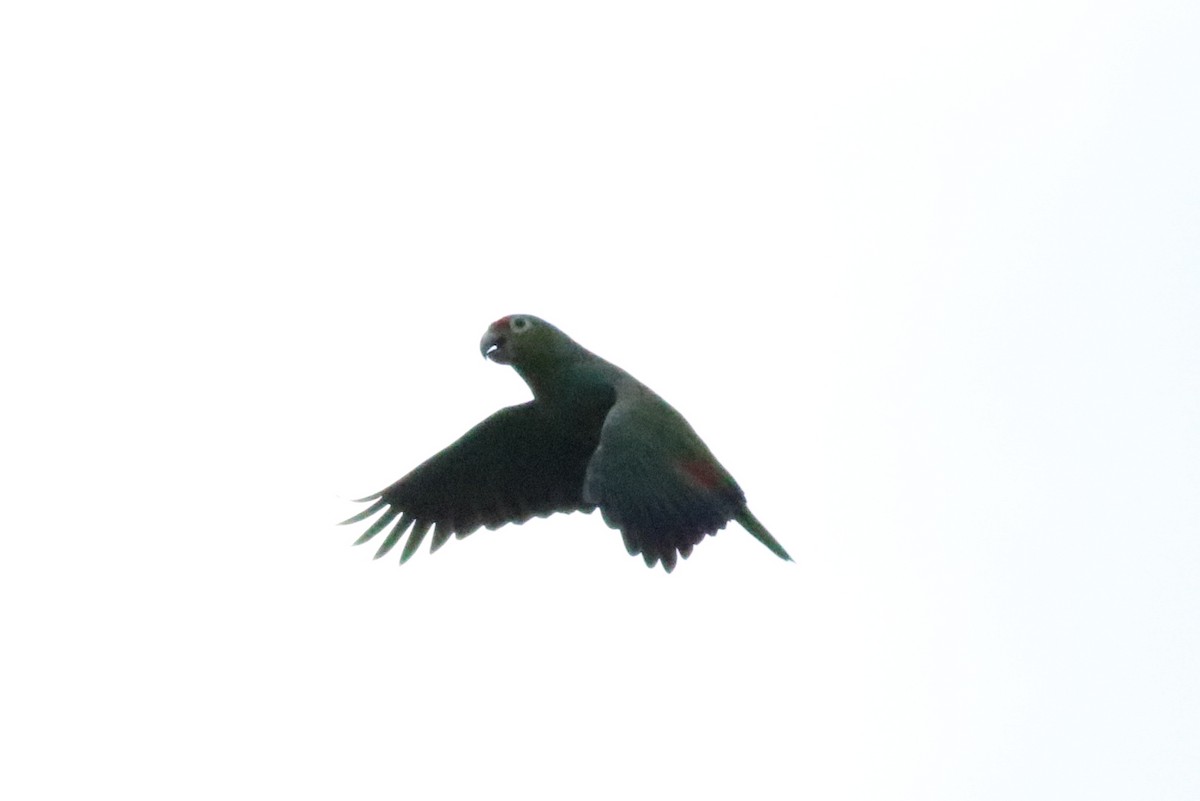 Red-lored Parrot - ML145779831