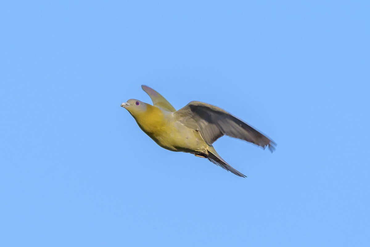 Yellow-footed Green-Pigeon - ML145779891